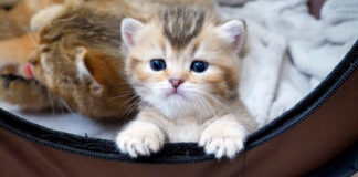 お外に出たい子猫