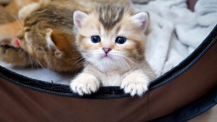 お外に出たい子猫