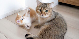 お手上げな子猫