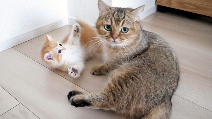 お手上げな子猫