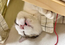 パクパク♪ 夢の中でも何か食べてる幸せな猫さんの姿が面白い ( *´艸`) 夢の中でも何か食べてる猫