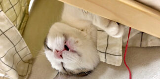 夢の中でも何か食べてる猫