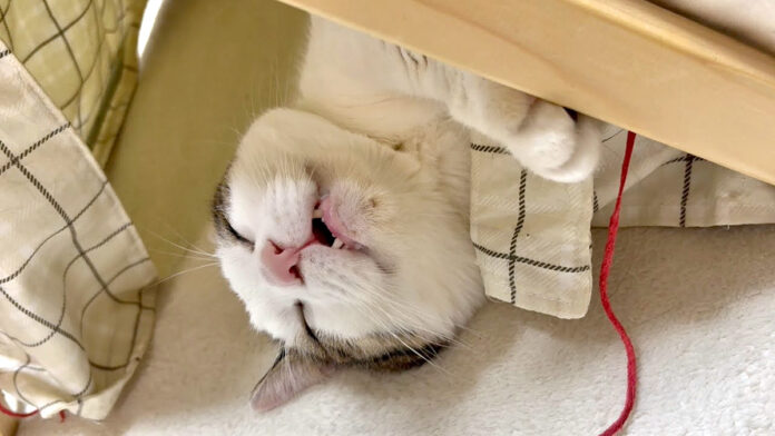 夢の中でも何か食べてる猫