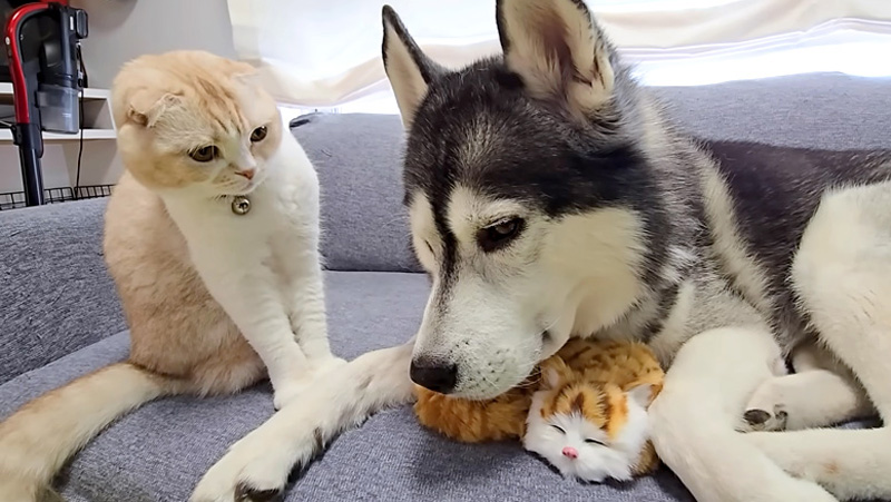 子猫に嫉妬する猫