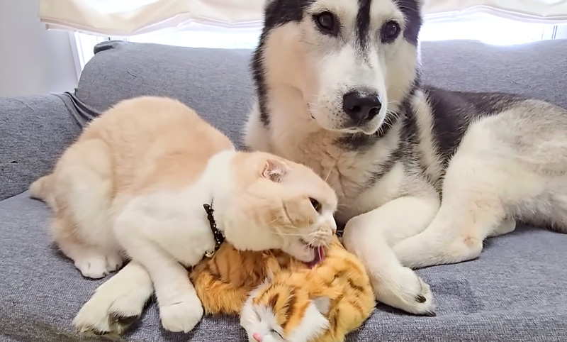 子猫を世話する猫