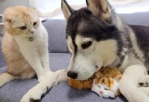 最愛の犬が知らない子猫と寝てた! それを目にした同居猫が嫉妬心を燃え上がらせる! 子猫に嫉妬する猫