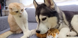 子猫に嫉妬する猫