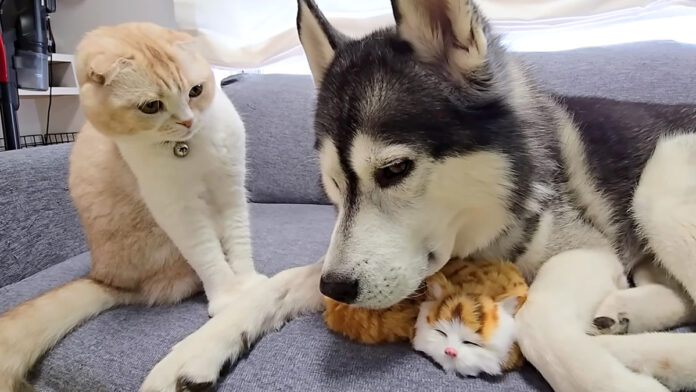 saiaisiranai_neko_title 子猫に嫉妬する猫