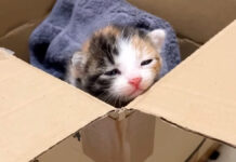 保護されたばかりの子猫