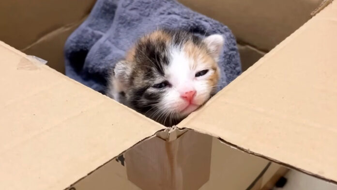 保護されたばかりの子猫