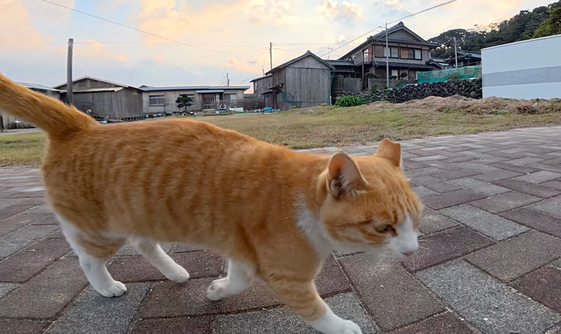 猫島の公園で出会った猫