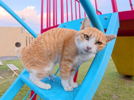 滑り台で一緒に遊ぶ猫