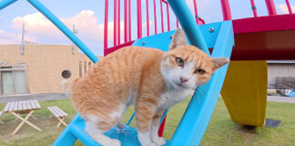 滑り台で一緒に遊ぶ猫