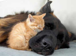 犬に寄り添いながら眠る子猫