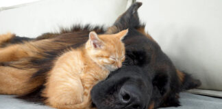 犬に寄り添いながら眠る子猫