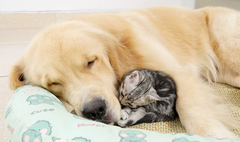 ゴールデンレトリバーに寄り添う子猫