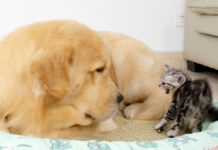 ゴールデンレトリバーを警戒する子猫