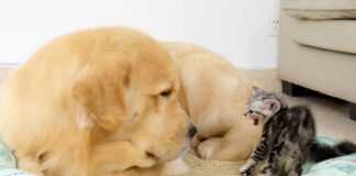 ゴールデンレトリバーを警戒する子猫