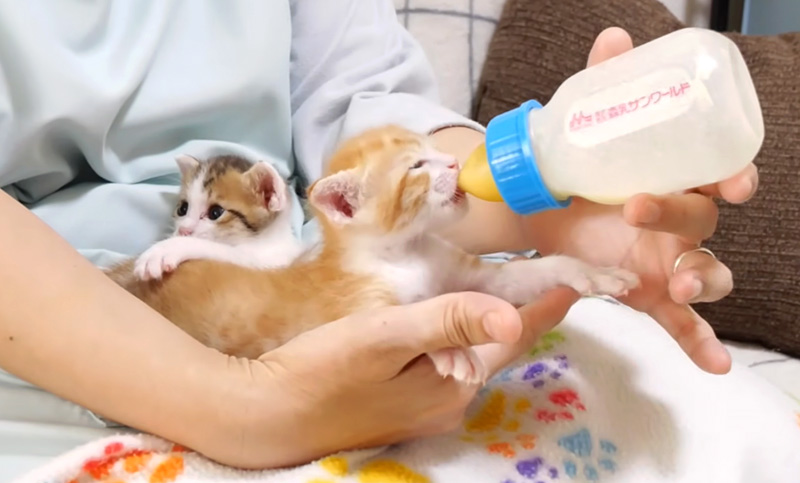 ミルクを飲む子猫