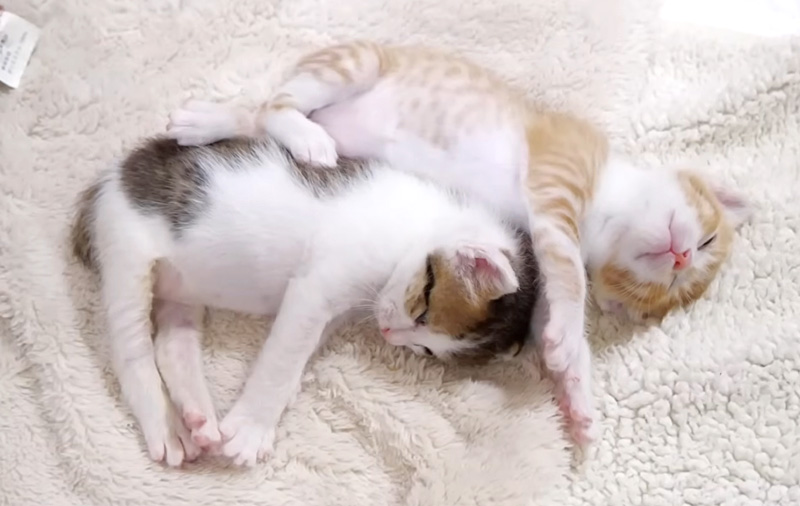 一緒に眠る子猫達