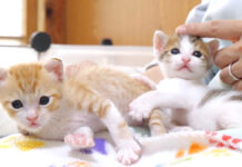 姉猫のことが好き過ぎる弟猫