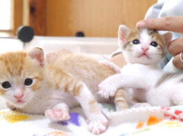 姉猫のことが好き過ぎる弟猫