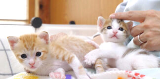 姉猫のことが好き過ぎる弟猫