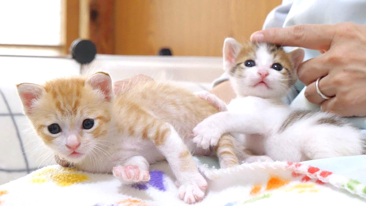 お姉ちゃんが好き過ぎる弟猫に困惑しちゃう姉猫。ふたりの可愛い姿に