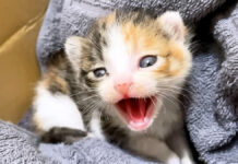 シャーシャーが止まらない子猫