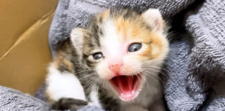 シャーシャーが止まらない子猫