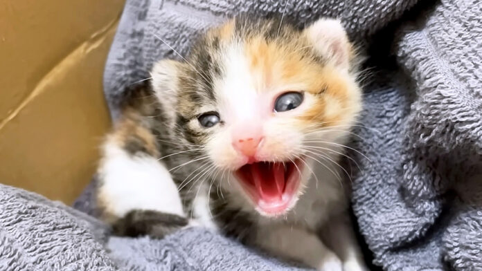 シャーシャーが止まらない子猫