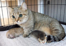 子猫の体重を量ろうとすると、怒って連れて行っちゃう母猫の姿に愛情を感じる 子猫達を守る母猫