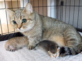 子猫達を守る母猫