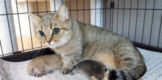 子猫達を守る母猫