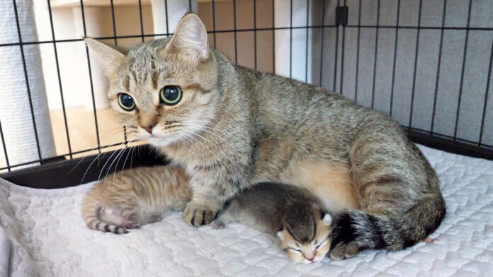 子猫達を守る母猫