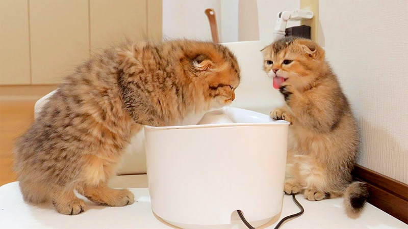 水を飲む子猫達