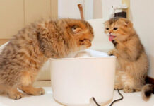 停電復旧後、一杯の水の美味しさを痛感している子猫の姿が可愛かった♪ 水を飲む子猫達