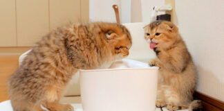 水を飲む子猫達