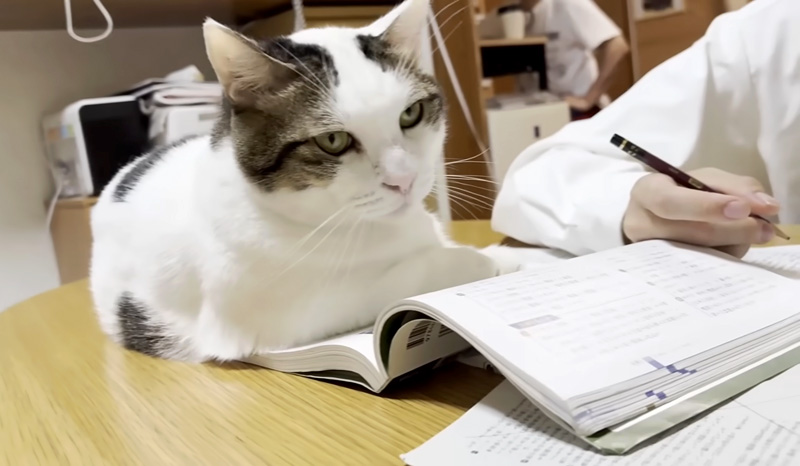 テスト勉強を応援する猫