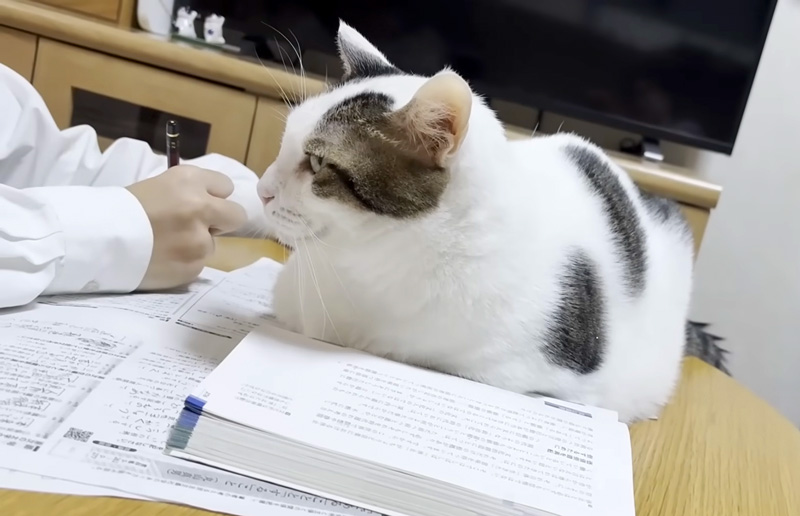 テスト勉強を応援する猫