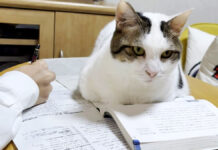 テスト勉強中のお兄ちゃんを「頑張れー」と応援する猫さんのマイペースな姿にホッコリ♡ テスト勉強を応援する猫