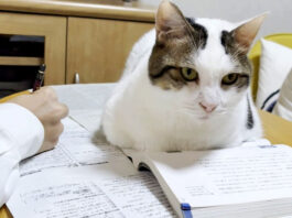 テスト勉強を応援する猫