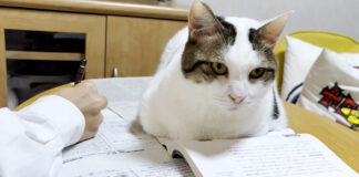 テスト勉強を応援する猫