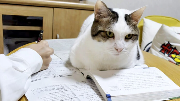 テスト勉強を応援する猫