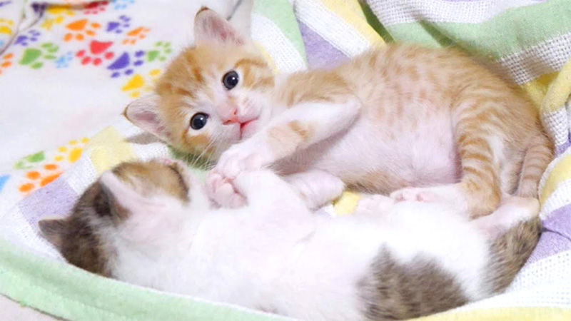 手を取り合う子猫達