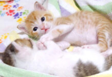 手を取り合って寝る仲良し過ぎる子猫達の姿にホッコリ (*´ω`*)♡ 手を取り合う子猫達