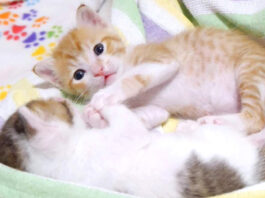 手を取り合う子猫達