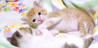 手を取り合う子猫達