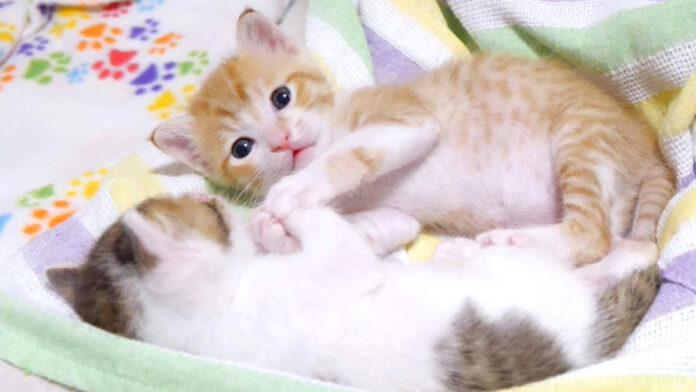 手を取り合う子猫達