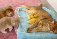 母猫を取ったヒナ達